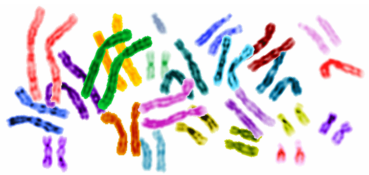 Welcome to the Living World: Chromosome Number of various Animals